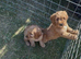 Beautiful cockapoos