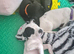 2 Terrier x Cocker Spaniel puppies.