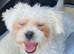 Bichon freeze