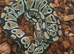 Royal python and Leopard Geckos for sale