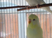 Pair of budgies