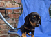 Super cute mini dachshund female