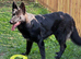 Beautiful 9mth old male black gsd for sale