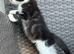 Scottish fold x BSH