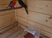 Neophema splendida parakeet