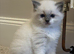 Pure Ragdolls - Two Females left only