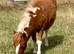 Shetland Mini Filly Foal
