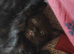 4 cute half ragdoll kittens