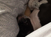 Mixed breed spaniel cross American bull
