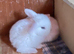 Male Mini lop rabbit