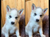 ​Gorgeous Siberian Husky Puppies