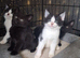British Shorthair cross kittens