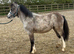 Welsh a type filly