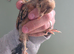 Millefleur Belgium Barbu D'uccle chicks