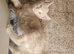 1 beautiful kitten left