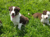 Stunning Red Collie Pups