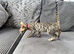 Stunning full pedigree registered bengal kitten