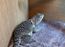 Female Proven Collard Lizards at Birmingham Reptiles