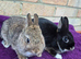 BABY NETHERLAND DWARF BUCKS