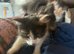 Calico female fluffy cat