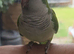 Loving Super tame green quaker
