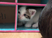 Fluffy kittens for sale
