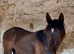Yearling filly