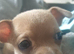 Chihuahua pure beige kc registered parents 6 weeks old