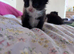 Cute kittens 12 weeks