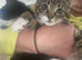 Kittens flead and wormed