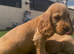 Show cocker puppies