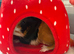 2 guinea pig brothers