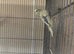 Pair of 1-Year-Old Budgies
