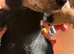 4 female mini dachshund for sale