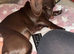 Koda the Miniature dachshund