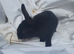 Netherland dwarf