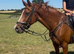 15:2hh | 6-Year-Old Mare | Exceptional All-Rounder / Pony club horse.