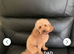 Maltipoo f1b, 2 boys 5 girls, &pound;1500/&pound;1600
