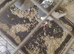 Racing pigeon for sale