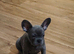Meet Yellow, our gorgeous Blue French Bulldog girl!
