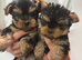 TOY SIZE YORKSHIRE TERRIER BOYS