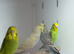 Budgies
