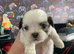 Shihtzu puppies for sale