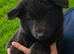 Blue and tan german shepherd puppies