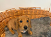 Miniature dachshunds ready now