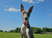 2 whippets boy pups