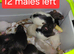 simise rats topeard 12 males n 5 females left