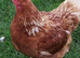 Various breeds of laying hens and ducks