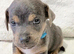 Jack Russell Puppys, Much Wenlock, Merle Top Quality Bloodlines