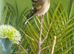 1 pair of Goldfinch